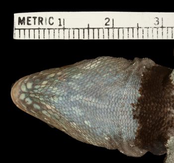Media type: image;   Herpetology R-174613   shows cataloged_item R-174163 Aspect: head ventral